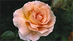 Fond d'cran gratuit de Fleurs - Roses numro 65832